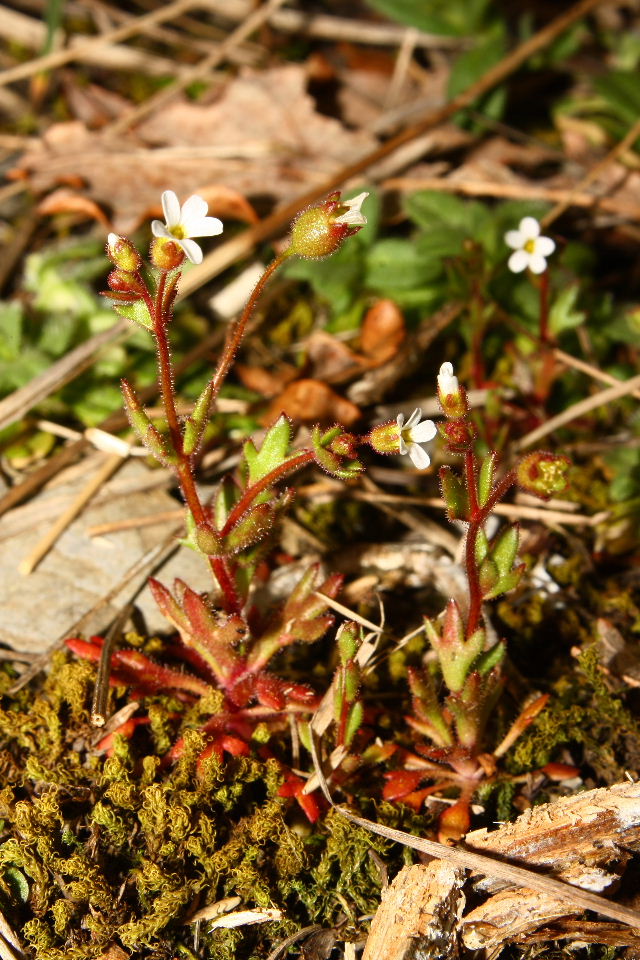 Saxifraga tridactylites / Sassifraga annuale